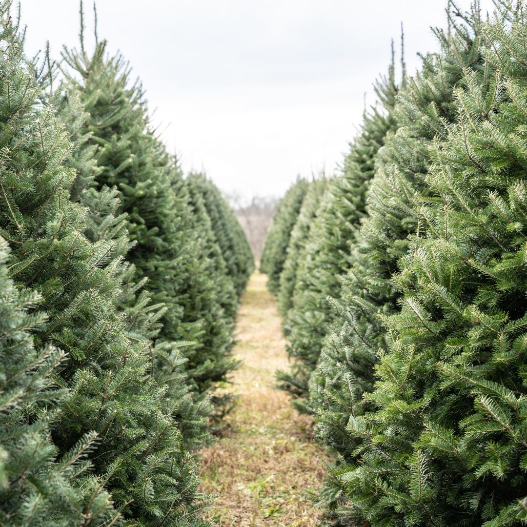 A view between two rows of trees at a Christmas tree farm