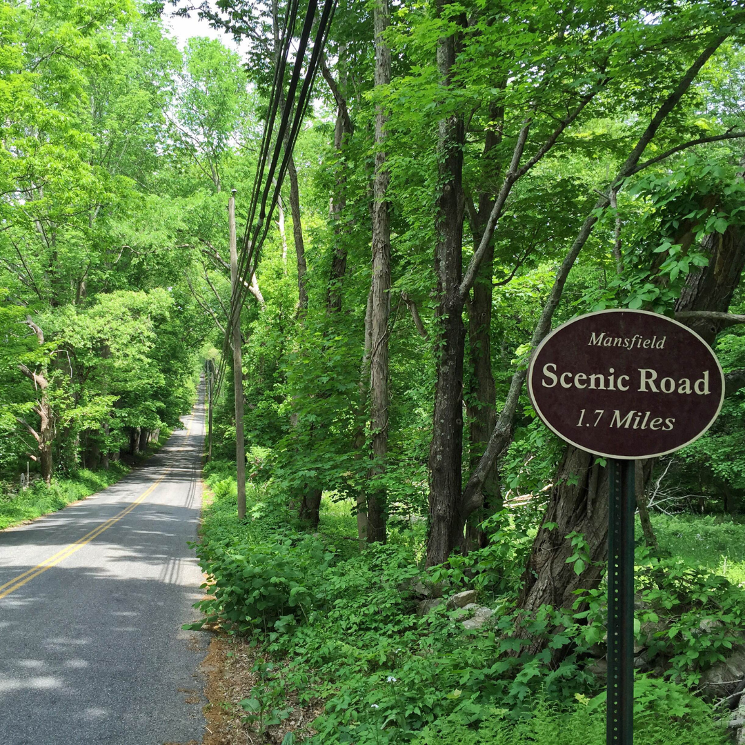 A narrow road winds through a green canopy of trees, a sign indicates it is a scenic route